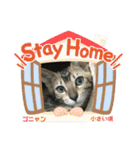 Stay Home猫達の日常スタンプ（個別スタンプ：28）
