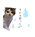 とろみるねこちゃんず（個別スタンプ：1）
