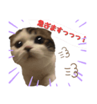 とろみるねこちゃんず（個別スタンプ：2）
