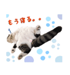 とろみるねこちゃんず（個別スタンプ：3）
