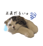 とろみるねこちゃんず（個別スタンプ：4）