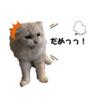 とろみるねこちゃんず（個別スタンプ：5）