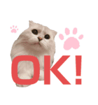 とろみるねこちゃんず（個別スタンプ：6）