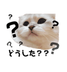 とろみるねこちゃんず（個別スタンプ：7）