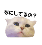 とろみるねこちゃんず（個別スタンプ：8）