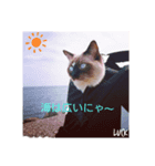 ラグドール♡Luck（個別スタンプ：2）