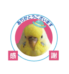 お茶目なインコ（個別スタンプ：6）