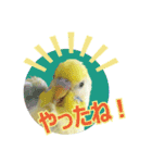 お茶目なインコ（個別スタンプ：8）