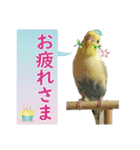 お茶目なインコ（個別スタンプ：11）