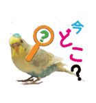 お茶目なインコ（個別スタンプ：16）