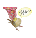 お茶目なインコ（個別スタンプ：21）