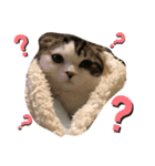 まったりねこちゃんず（個別スタンプ：2）
