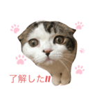まったりねこちゃんず（個別スタンプ：3）