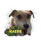 ジャックラッセルテリア Kaede 1（個別スタンプ：16）