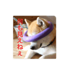 ちくわの気持ち01（個別スタンプ：4）