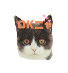 猫day（個別スタンプ：1）