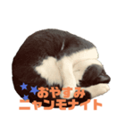 猫day（個別スタンプ：2）