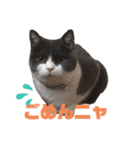 猫day（個別スタンプ：3）