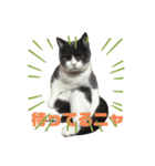 猫day（個別スタンプ：4）