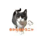 猫day（個別スタンプ：5）