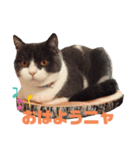 猫day（個別スタンプ：6）