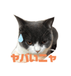 猫day（個別スタンプ：7）