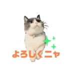 猫day（個別スタンプ：8）