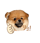 ぽんぷり（個別スタンプ：1）