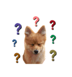 ぽんぷり（個別スタンプ：4）