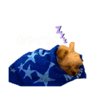 ぽんぷり（個別スタンプ：5）
