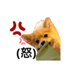 ぽんぷり（個別スタンプ：10）