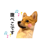 ぽんぷり（個別スタンプ：13）