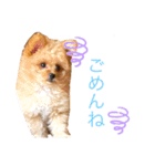 ぽんぷり（個別スタンプ：14）