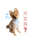 ぽんぷり（個別スタンプ：15）