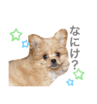 ぽんぷり（個別スタンプ：16）