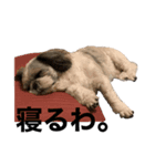 ぼくはダン（個別スタンプ：2）