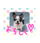 犬のきもち。チワワ＆ダックスver.（個別スタンプ：1）