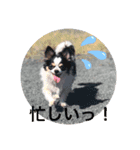犬のきもち。チワワ＆ダックスver.（個別スタンプ：2）