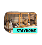 犬のきもち。チワワ＆ダックスver.（個別スタンプ：3）