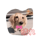 犬のきもち。チワワ＆ダックスver.（個別スタンプ：4）