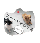 犬のきもち。チワワ＆ダックスver.（個別スタンプ：5）