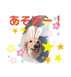 犬のきもち。チワワ＆ダックスver.（個別スタンプ：6）