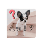 犬のきもち。チワワ＆ダックスver.（個別スタンプ：7）