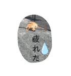 犬のきもち。チワワ＆ダックスver.（個別スタンプ：8）