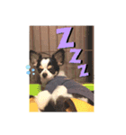 犬のきもち。チワワ＆ダックスver.（個別スタンプ：11）