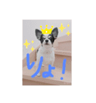 犬のきもち。チワワ＆ダックスver.（個別スタンプ：12）