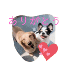 犬のきもち。チワワ＆ダックスver.（個別スタンプ：13）