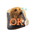 犬のきもち。チワワ＆ダックスver.（個別スタンプ：14）