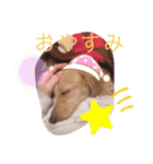 犬のきもち。チワワ＆ダックスver.（個別スタンプ：15）