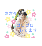 犬のきもち。チワワ＆ダックスver.（個別スタンプ：16）